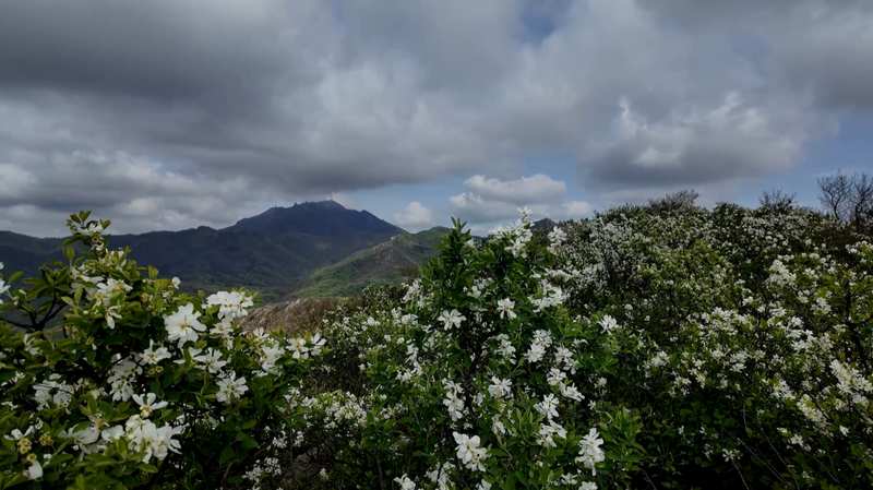  确山白鹃梅生态密码：岩质山地植物群落的垂直分布与景观营造 文化旅游