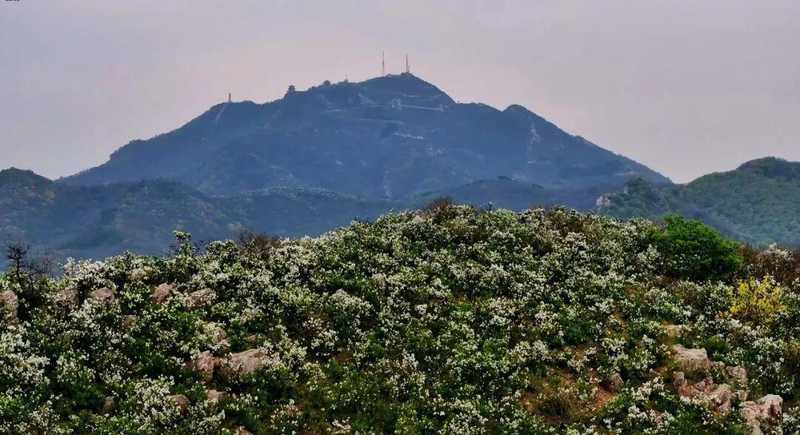  确山白鹃梅生态密码：岩质山地植物群落的垂直分布与景观营造 文化旅游