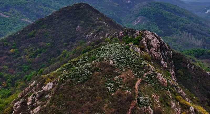  确山白鹃梅生态密码：岩质山地植物群落的垂直分布与景观营造 文化旅游