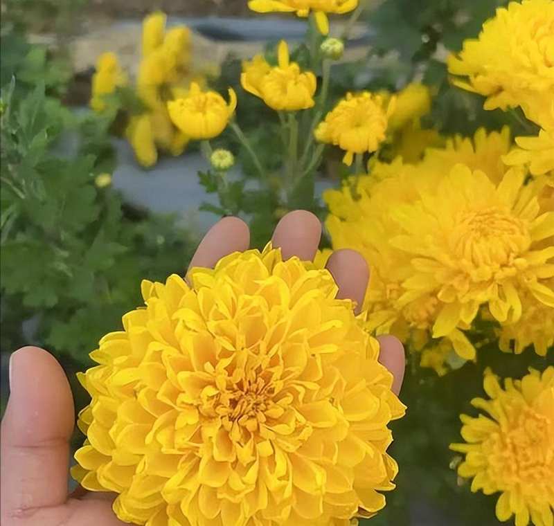  技术视角：两株千年花卉的符号学死亡——从文化编码到认知覆写的技术解析 文化旅游