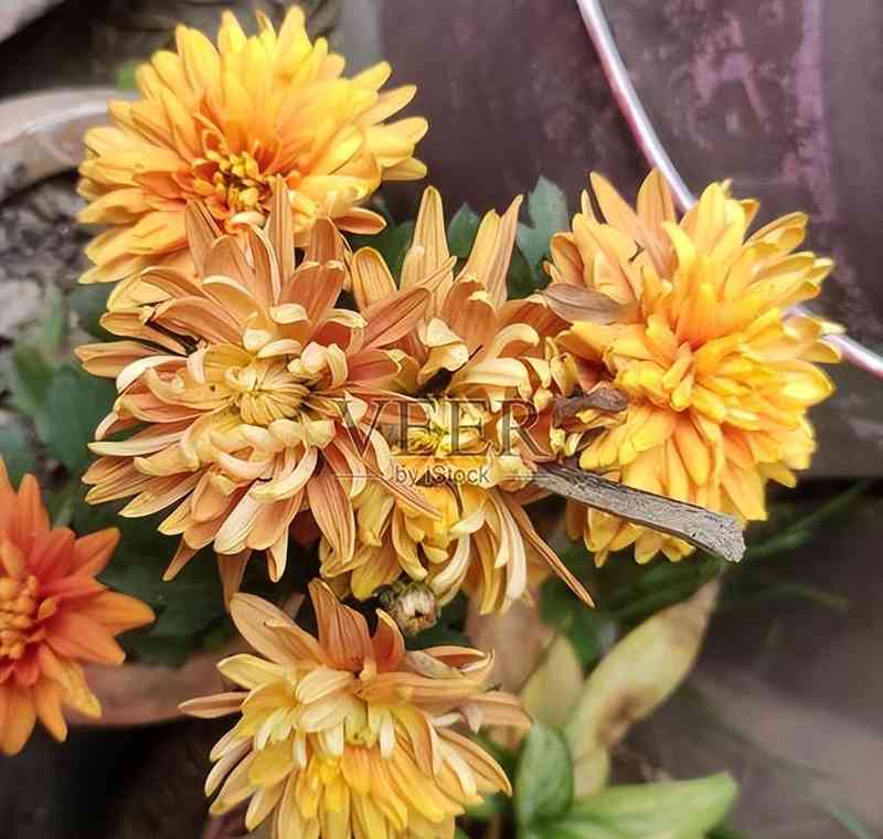  技术视角：两株千年花卉的符号学死亡——从文化编码到认知覆写的技术解析 文化旅游