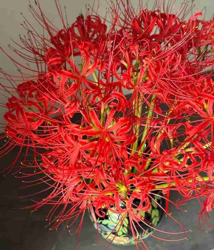  技术视角：两株千年花卉的符号学死亡——从文化编码到认知覆写的技术解析 文化旅游