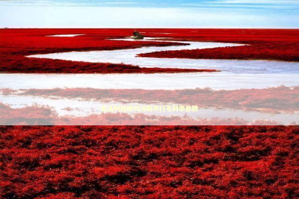 石头科技被科沃斯吊打毛利率暴跌